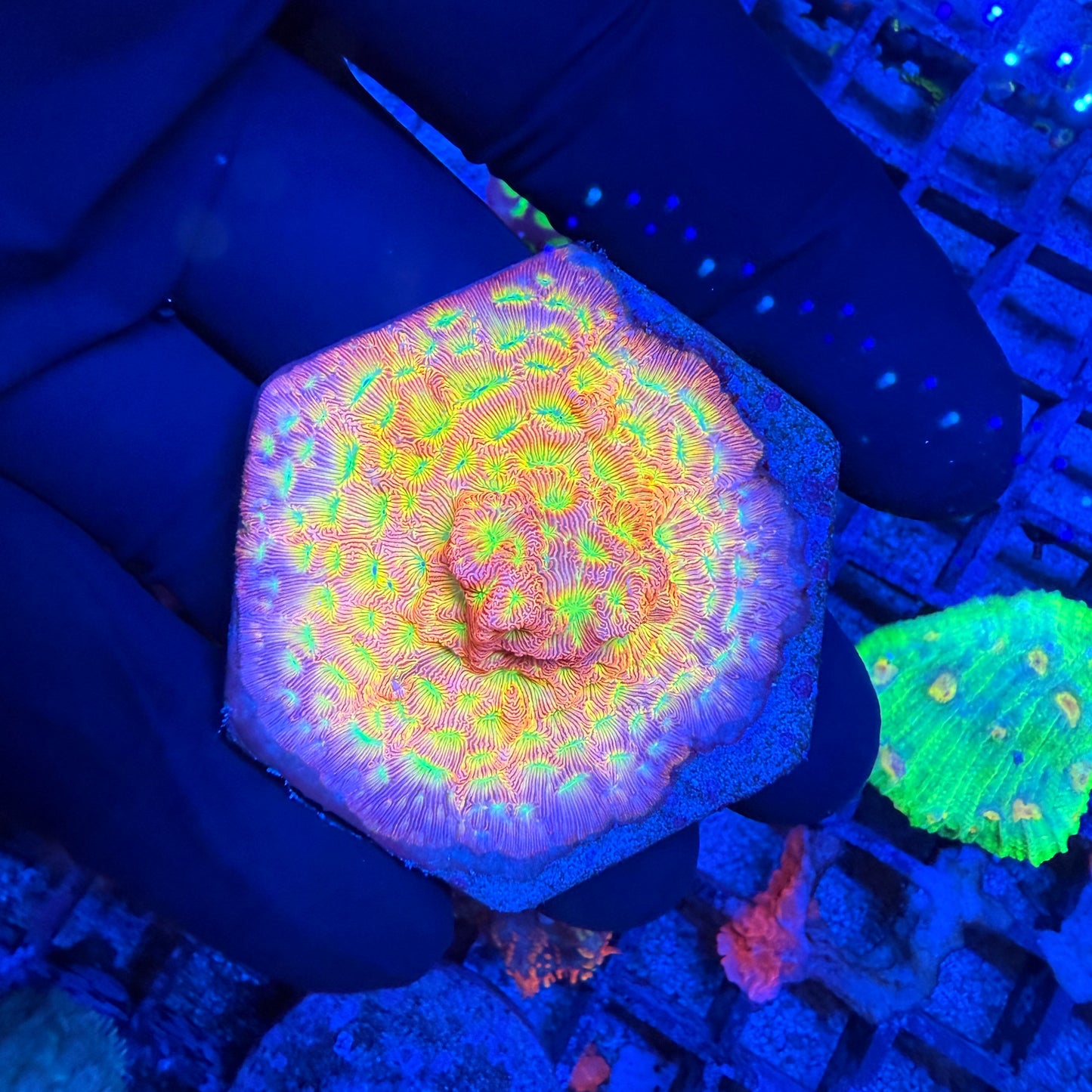 WYSIWYG Jack O Lantern Leptoseris