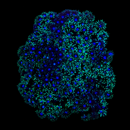 WYSIWYG Bicolor Goniopora Coral