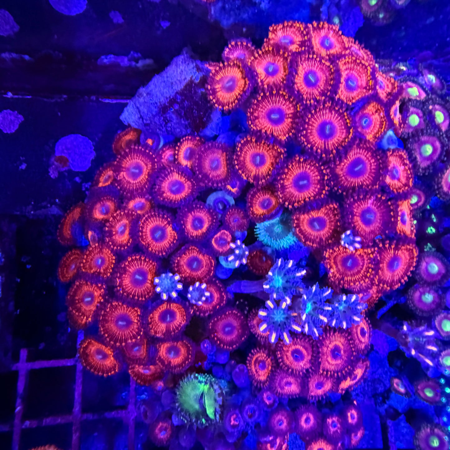 WYSIWYG Zoanthid and Polyp Garden