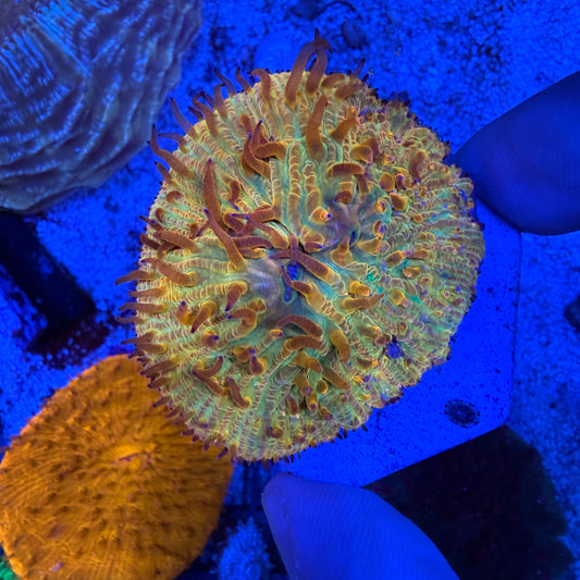 WYSIWYG Ultra Plate Coral