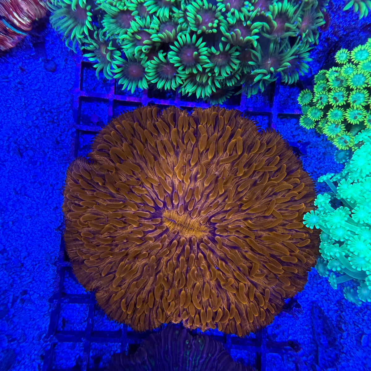 WYSIWYG LG Orange Plate Coral