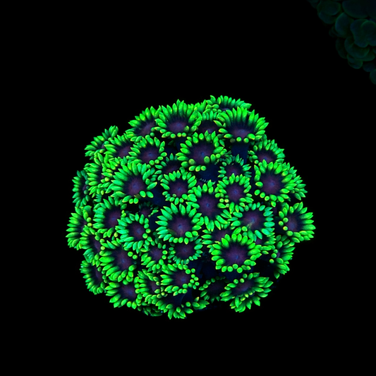 WYSIWYG Ultra Goniopora Coral