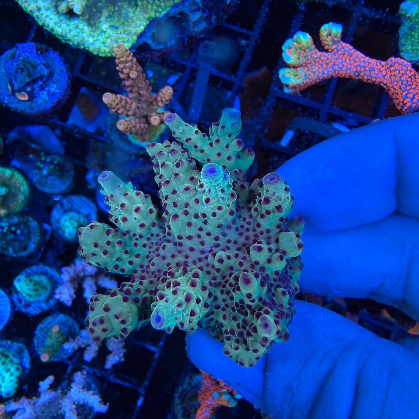 WYSIWYG AS Joker Acro Coral Lg