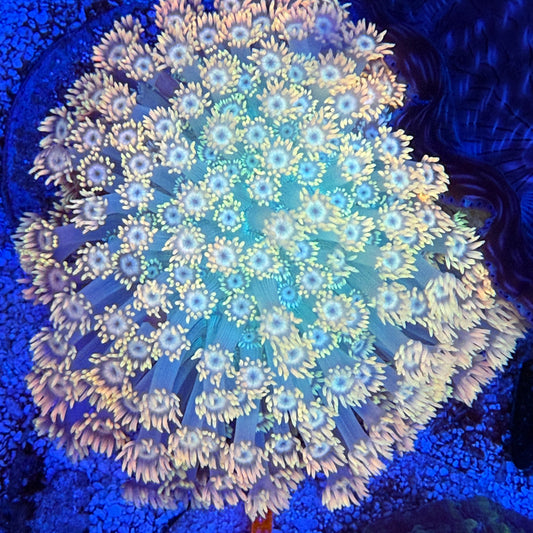 WYSIWYG Ultra Gonipora Colony