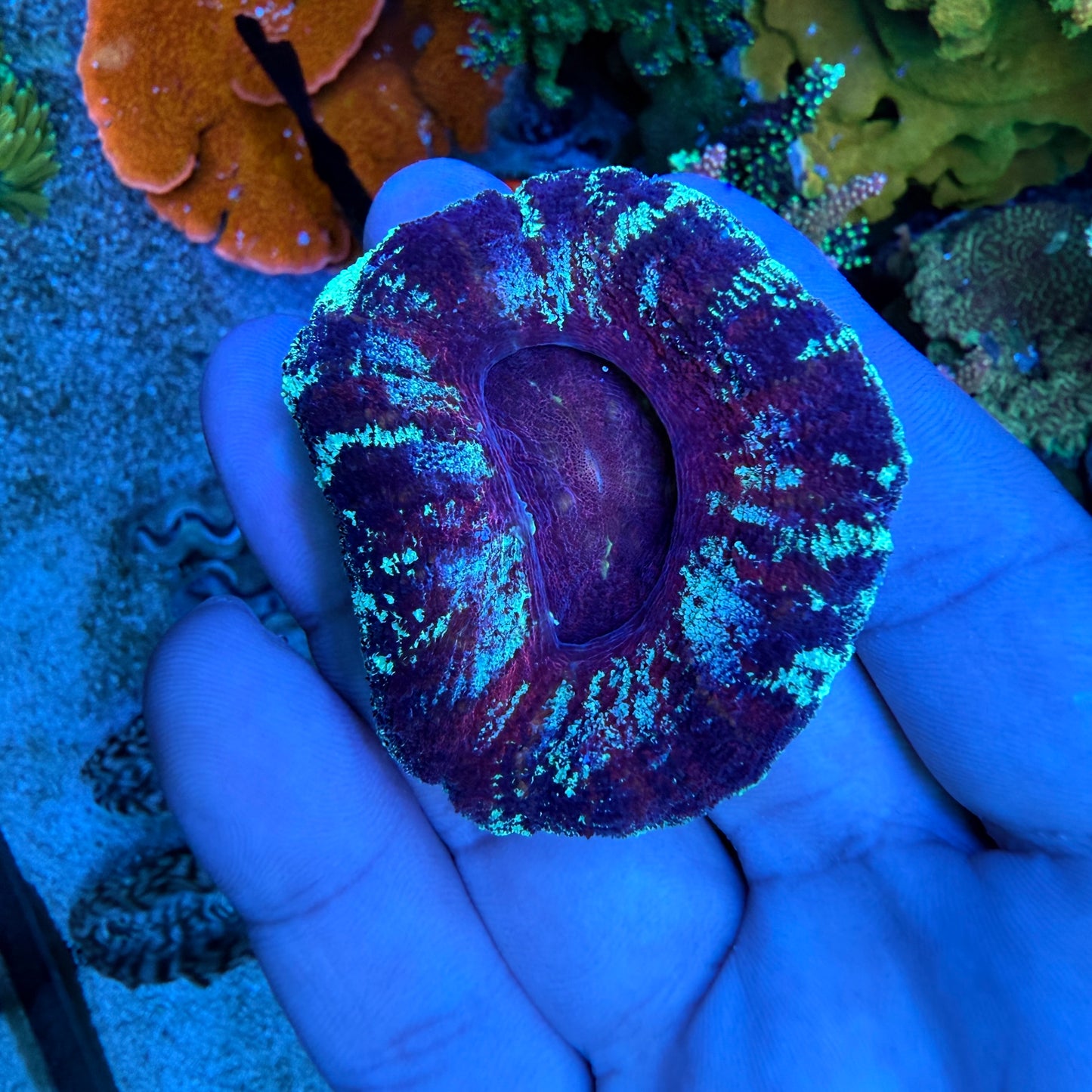 WYSIWYG Purple Scolly
