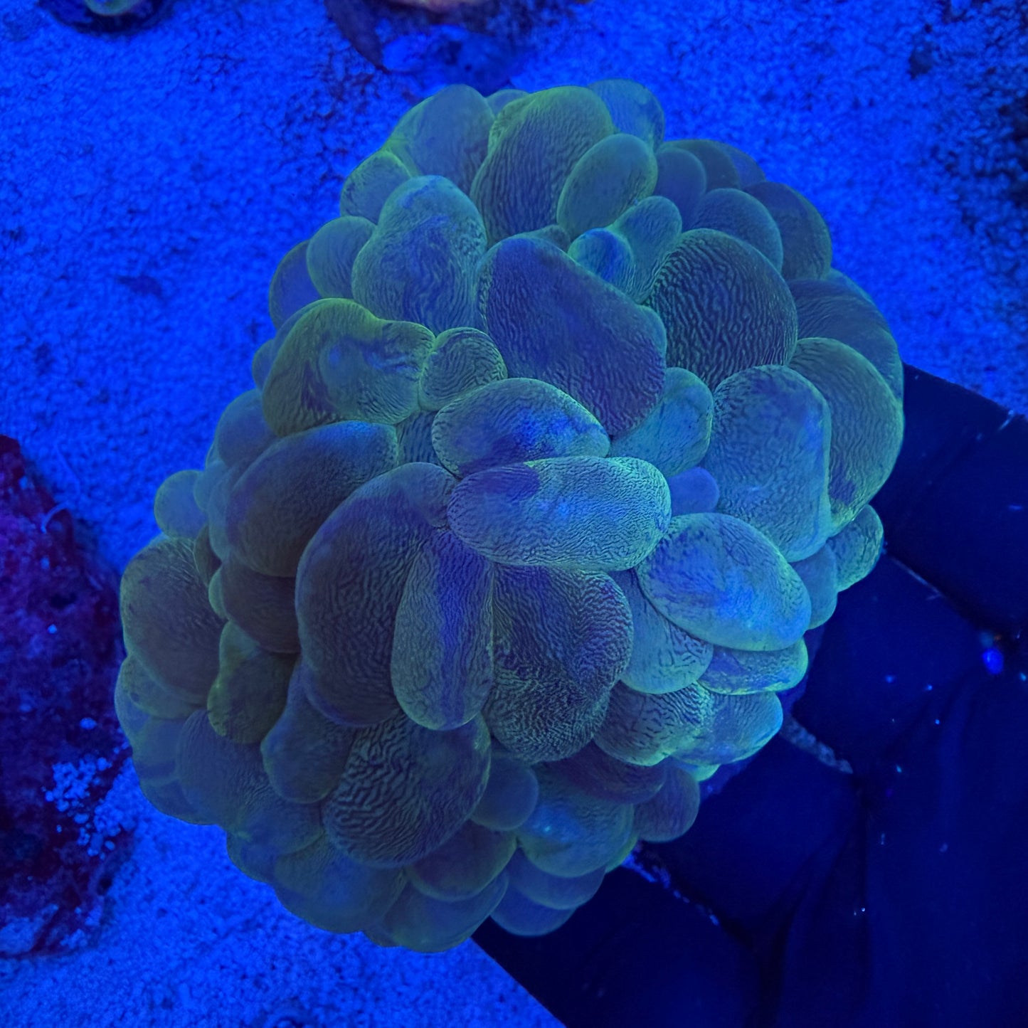 WYSIWYG Green Bubble Coral