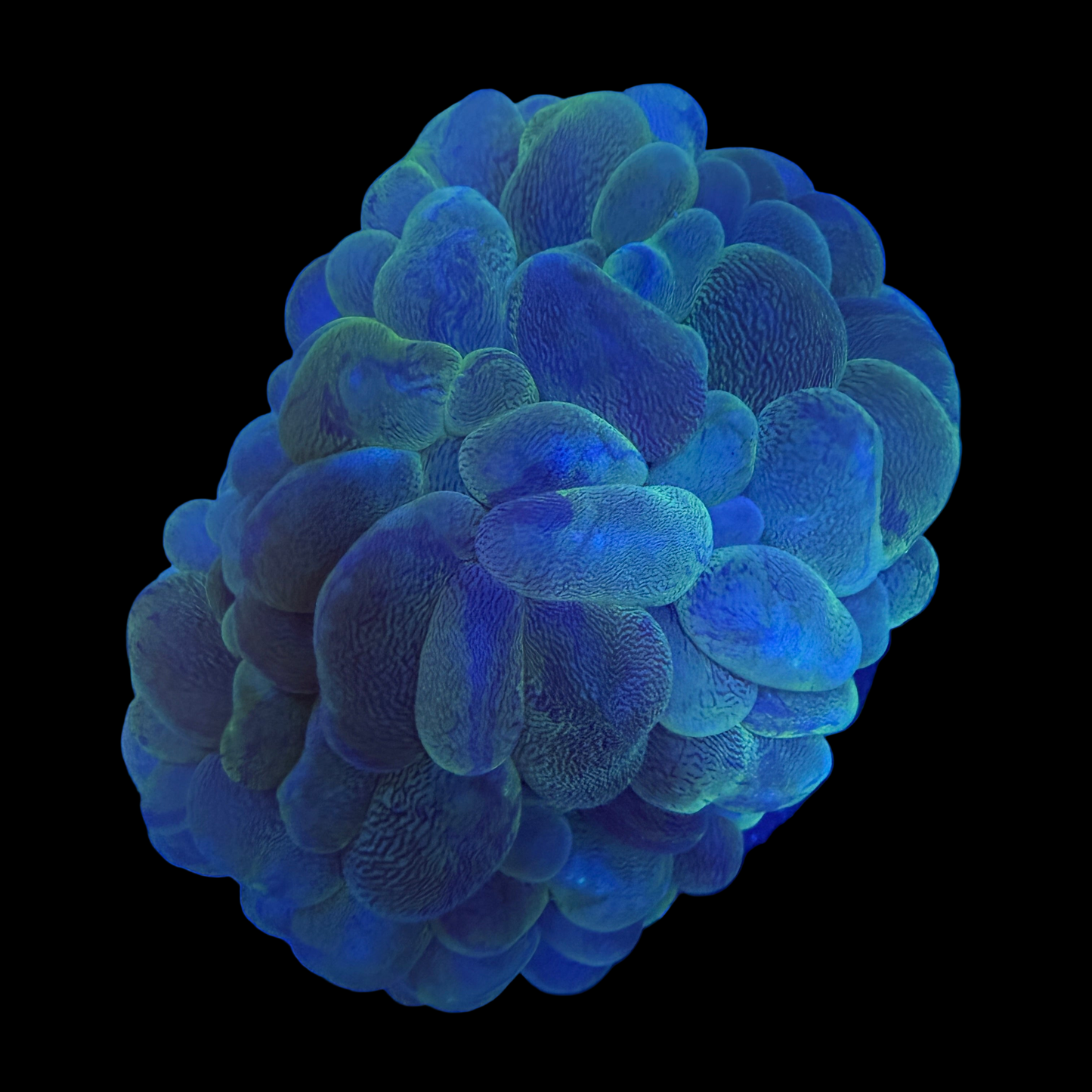 WYSIWYG Green Bubble Coral
