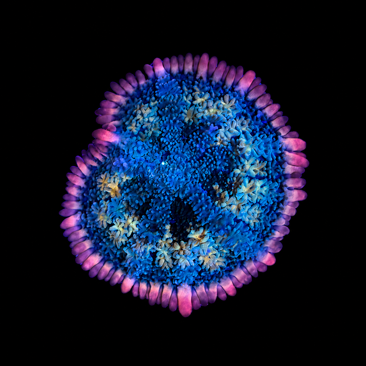 WYSIWYG Tie Dye Mushroom Coral