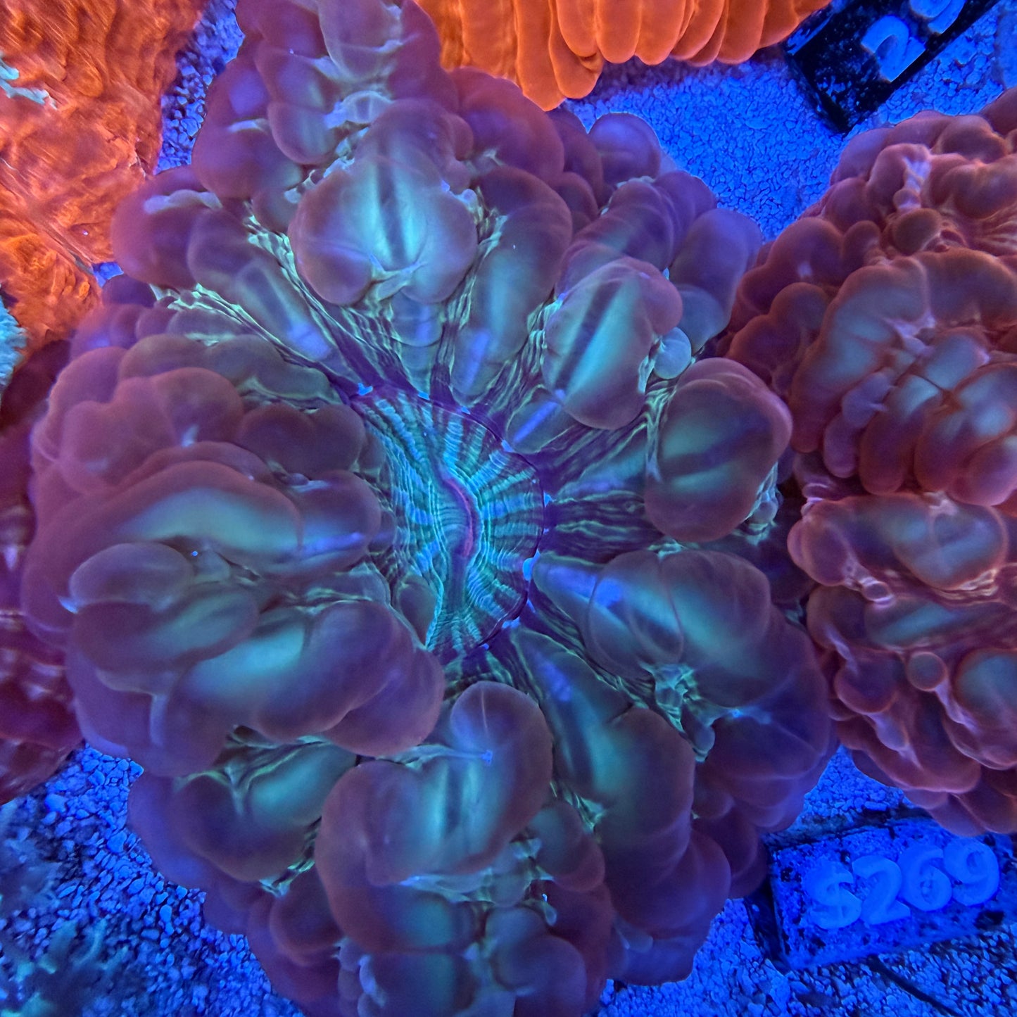 WYSIWYG Ultra Red Cynarina Coral