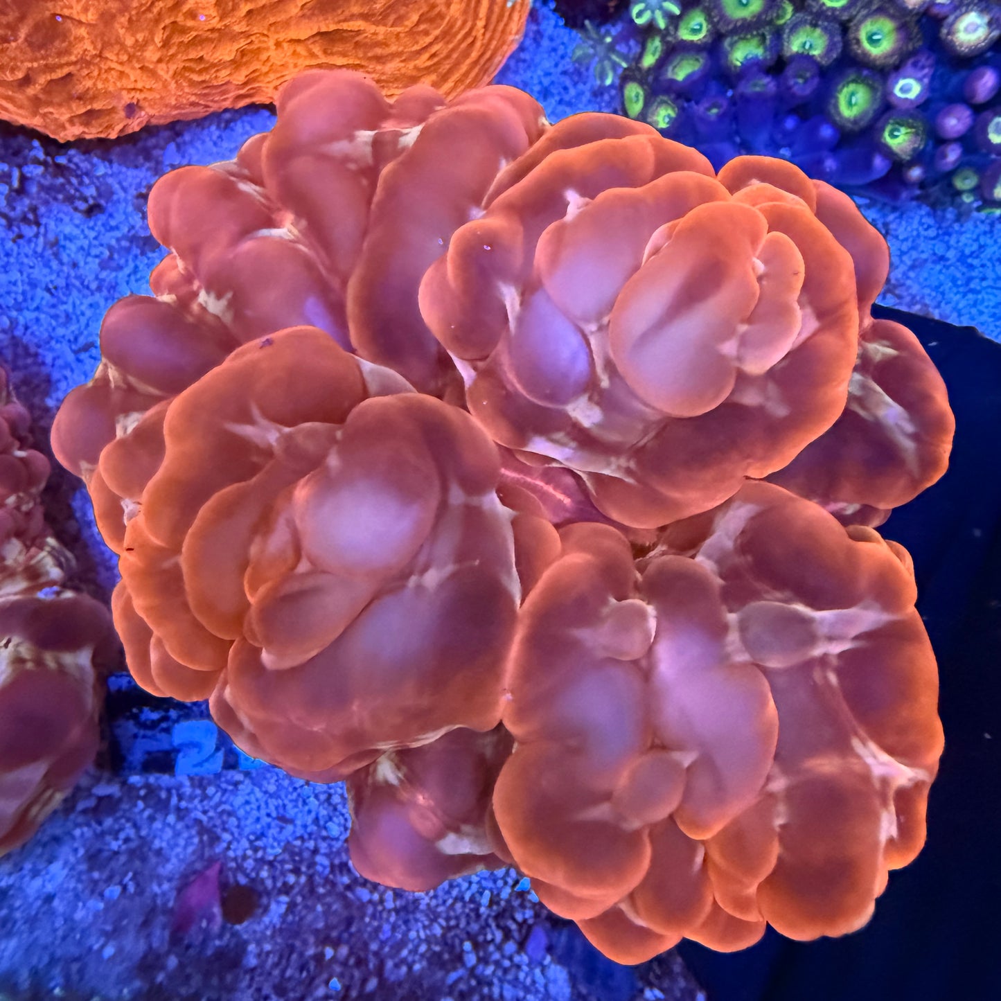 WYSIWYG Ultra Red Cynarina