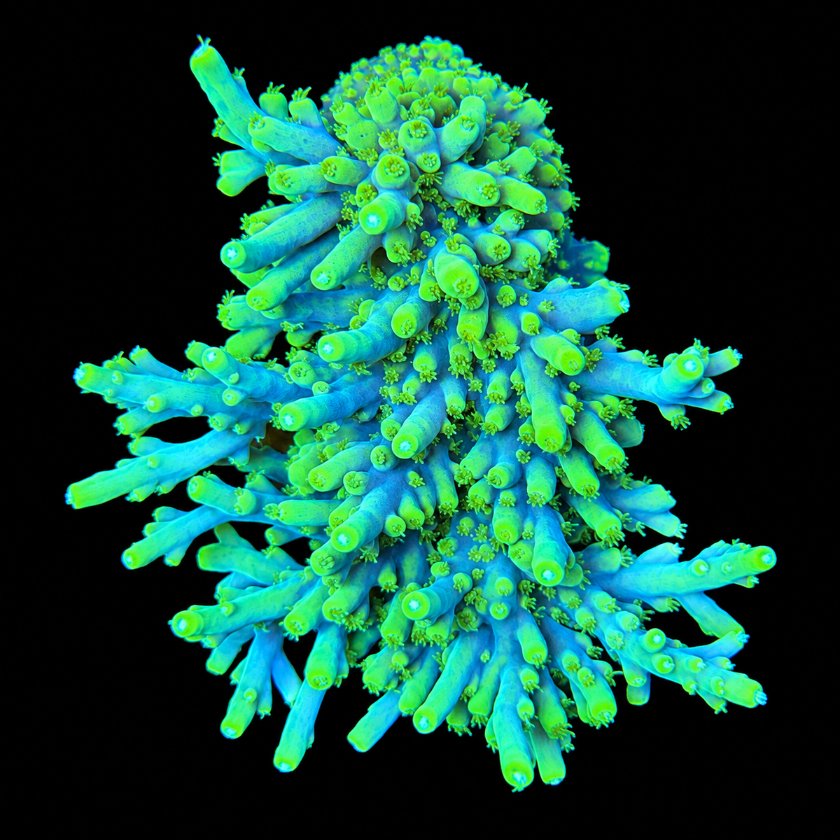 Banana Lokani Acropora Coral