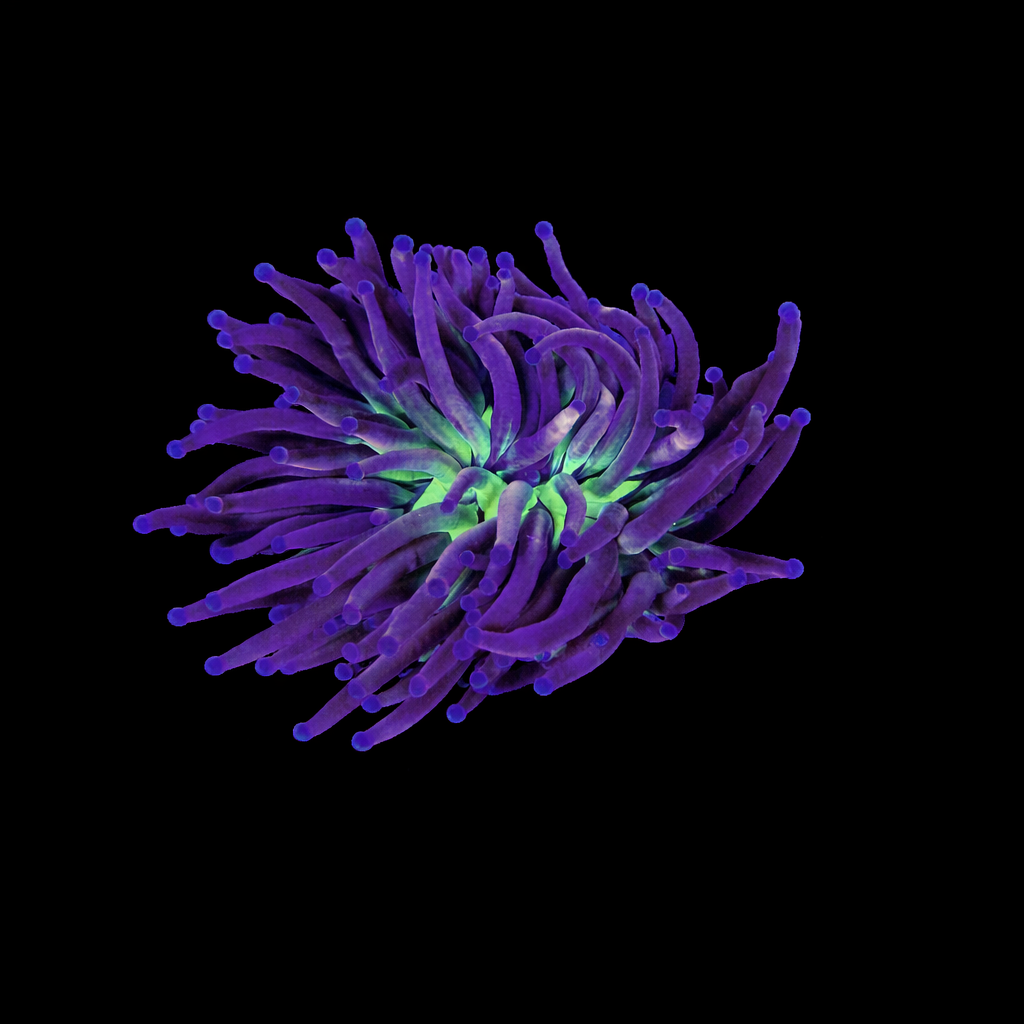 WYSIWYG Ultra Knicks Torch Coral