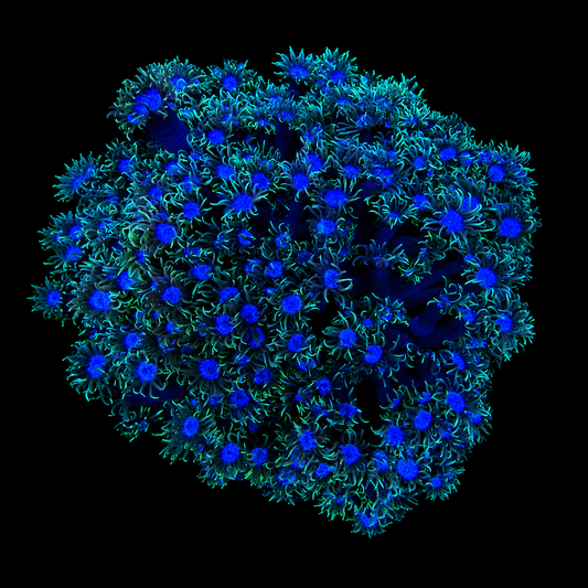 WYSIWYG Goniopora Coral
