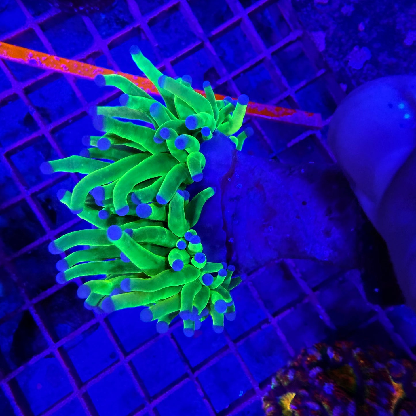 WYSIWYG Blue Tip Holy Grail Torch