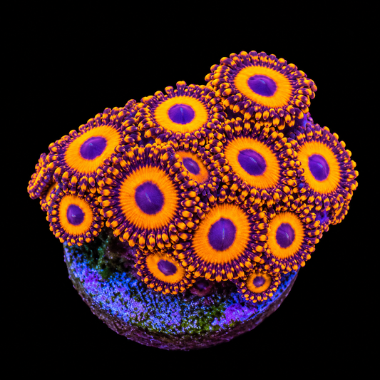Orange Oxide Zoanthids Coral