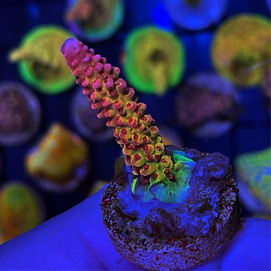 PC Rainbow Acropora