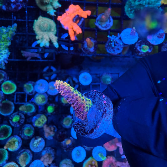 WYSIWYG AS Two Face Acropora