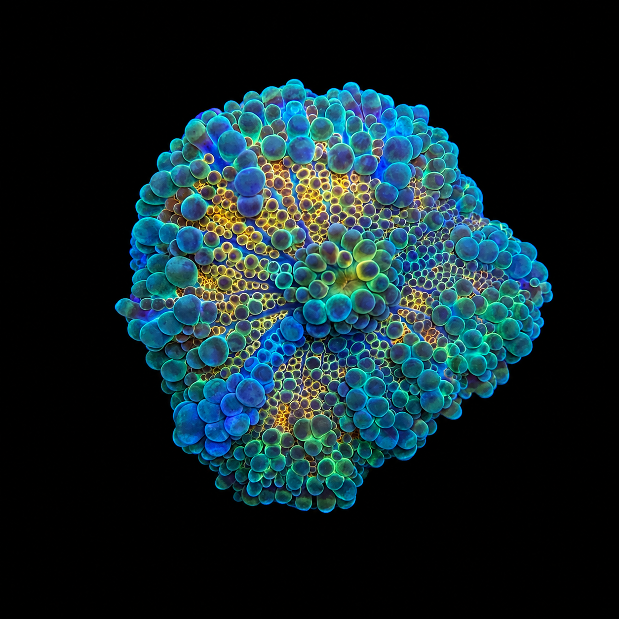 WYSIWYG High End Yuma Coral