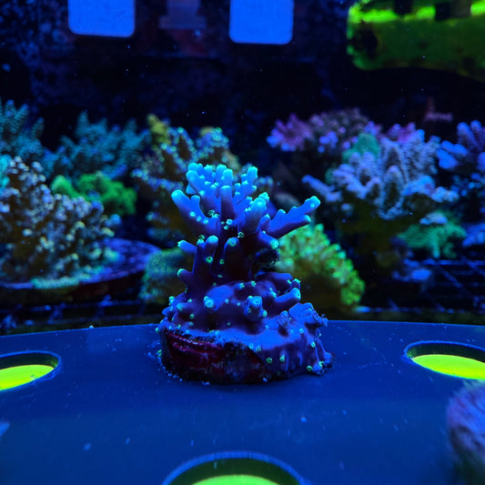 WYSIWYG Pac-Man Dragon