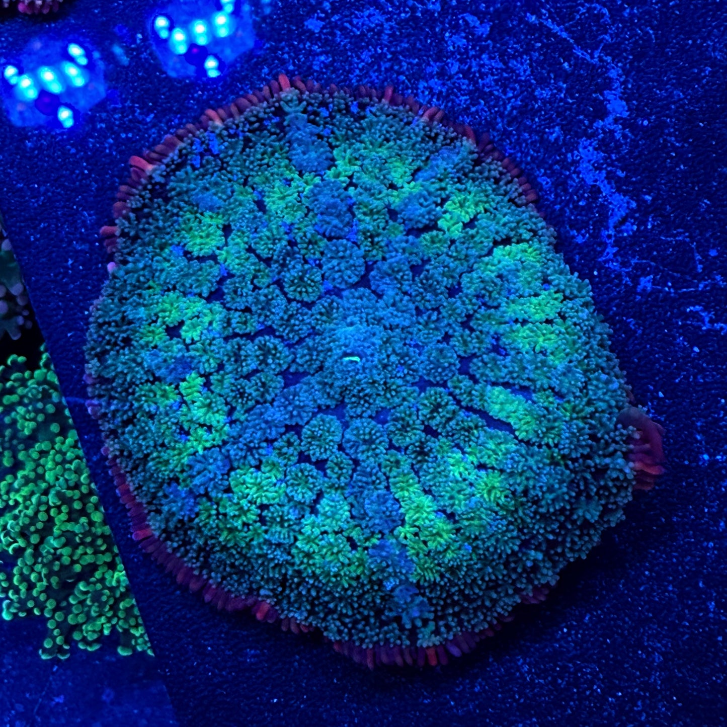 WYSIWYG Frankie’s Bride Mushroom