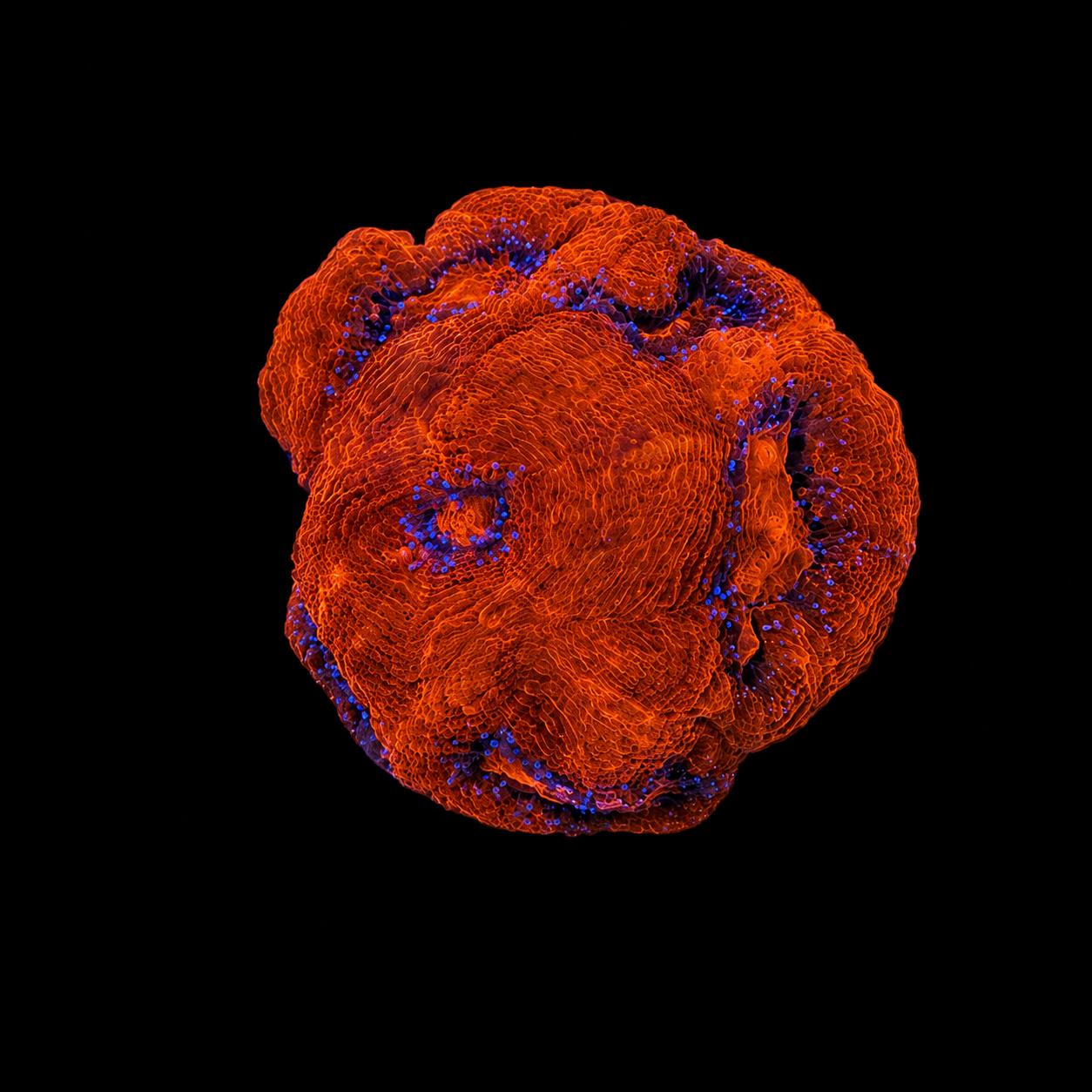 WYSIWYG Super Red Bowerbanki Coral
