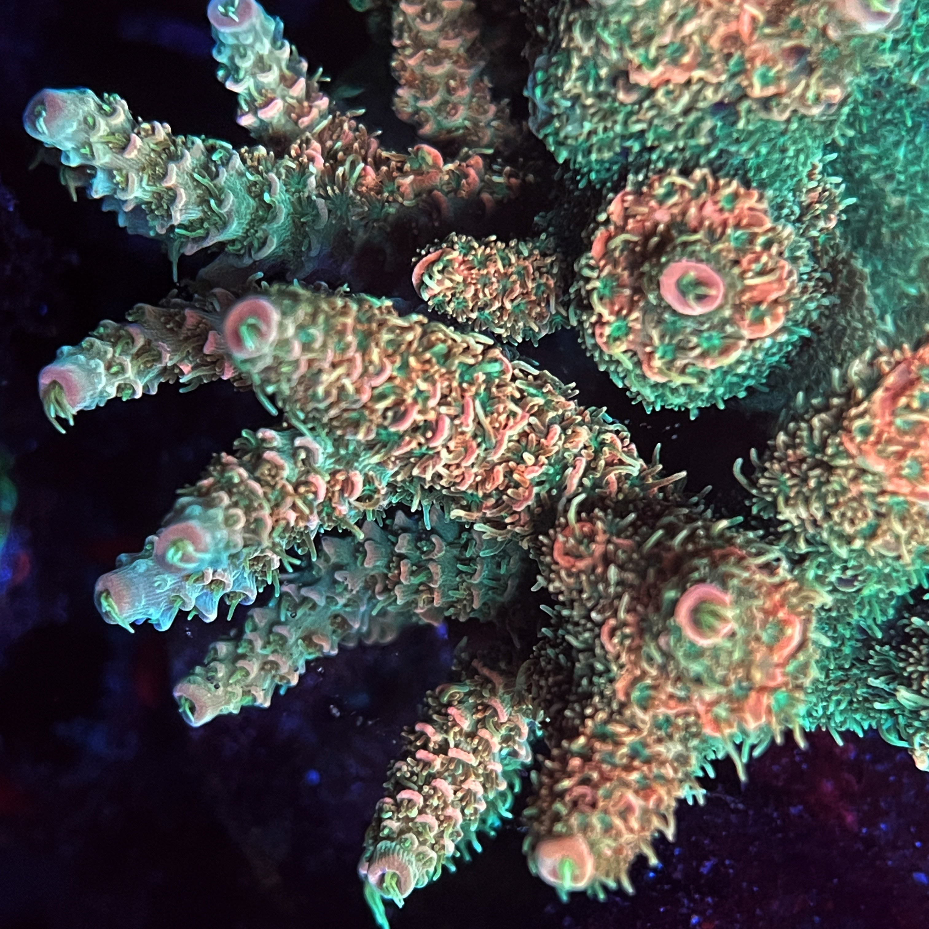 Orange Sunset Millepora Coral – Aquarium Show