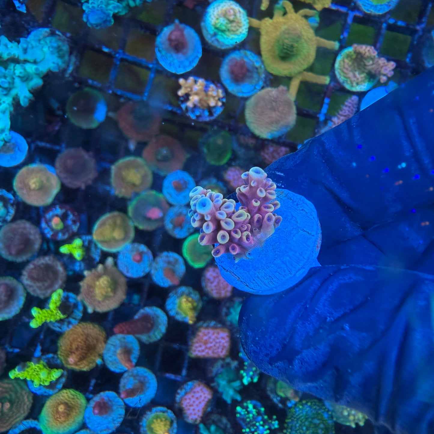 WYSIWYG Pink Cadillac