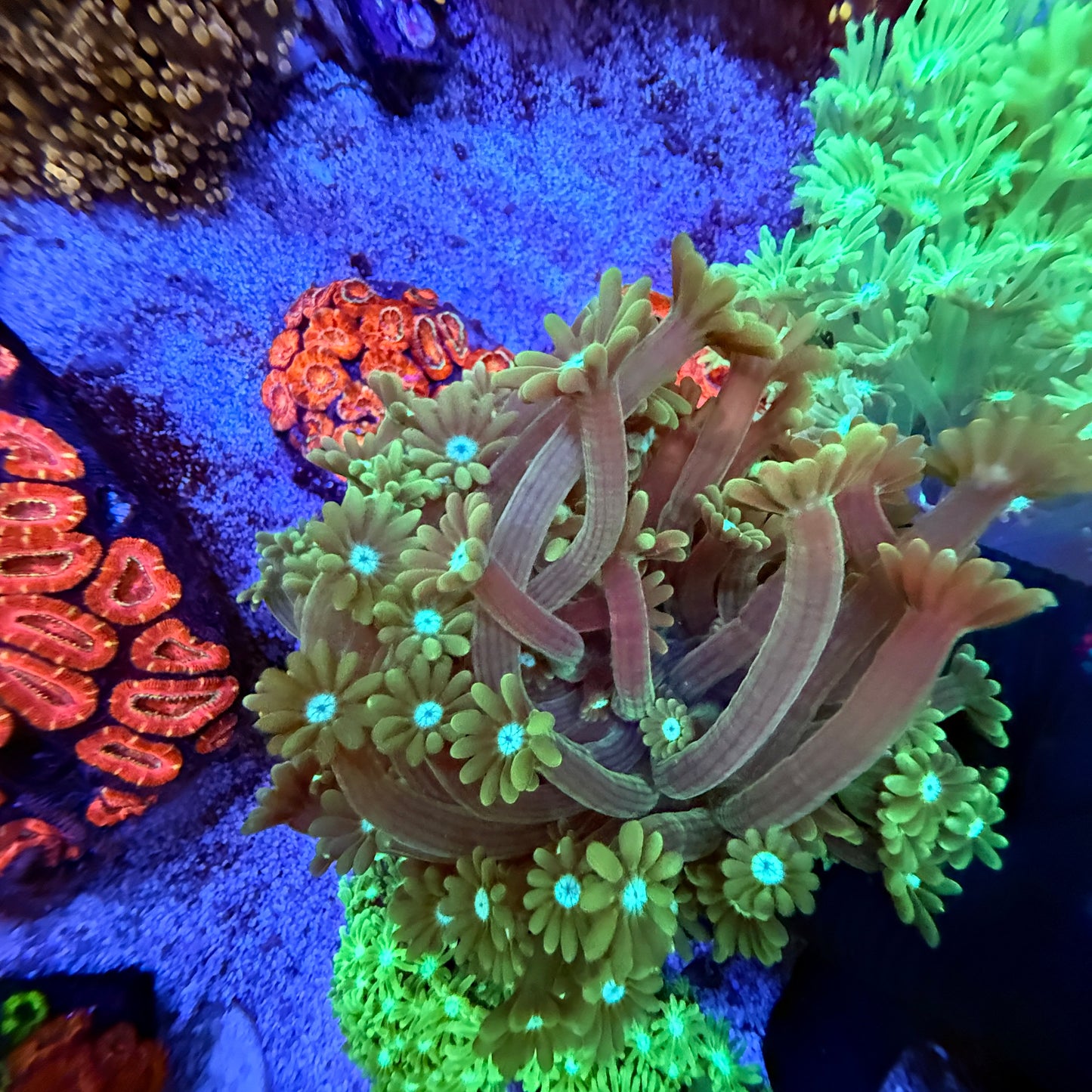 WYSIWYG Green Gonipora