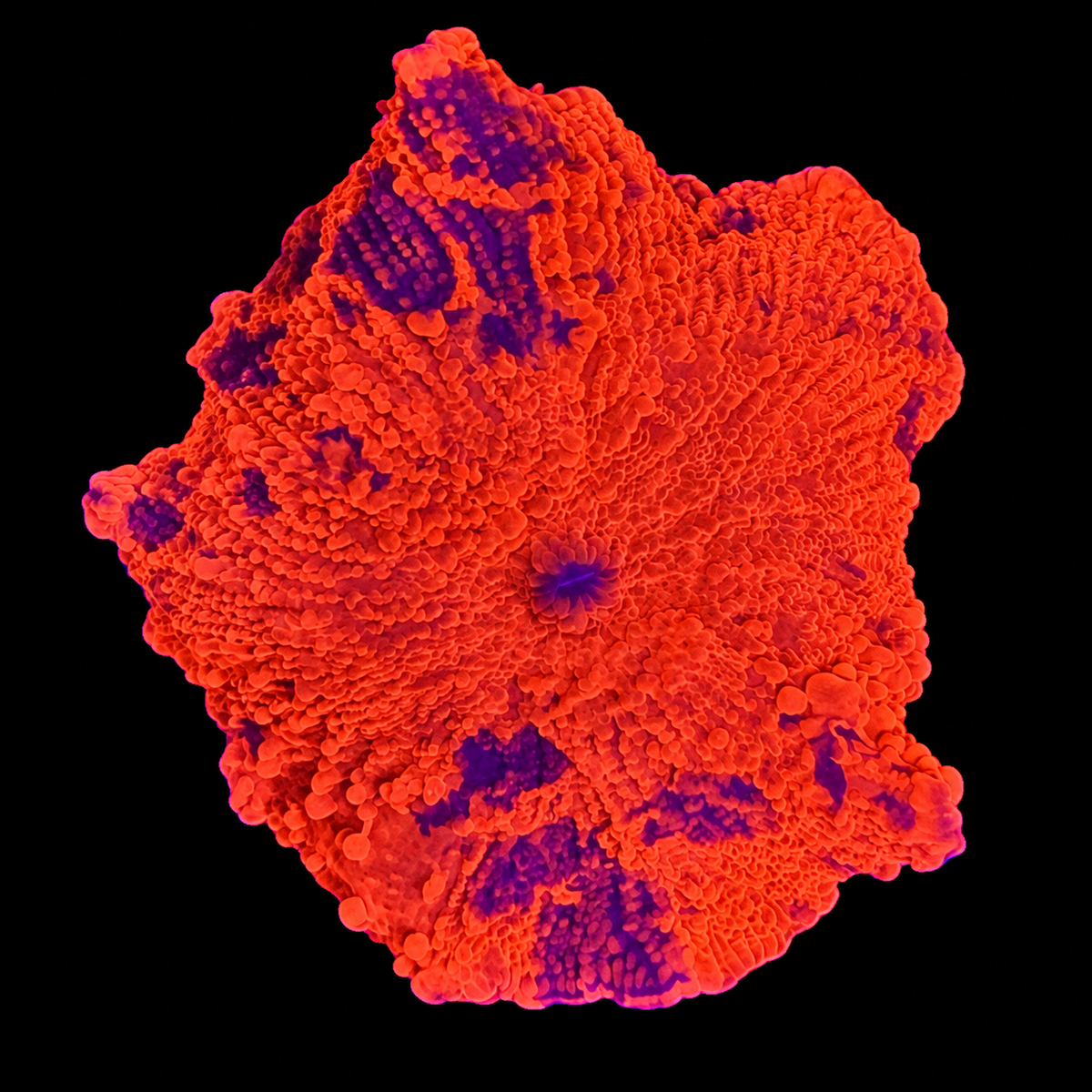WYSIWYG Candy Crush Jawbreaker Mushroom Coral
