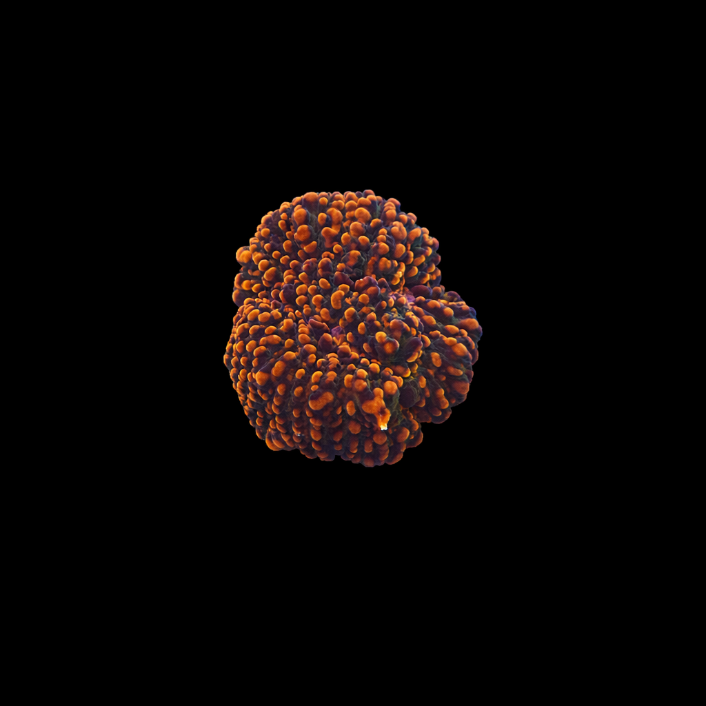 WYSIWYG Cloudberry Chalice Coral