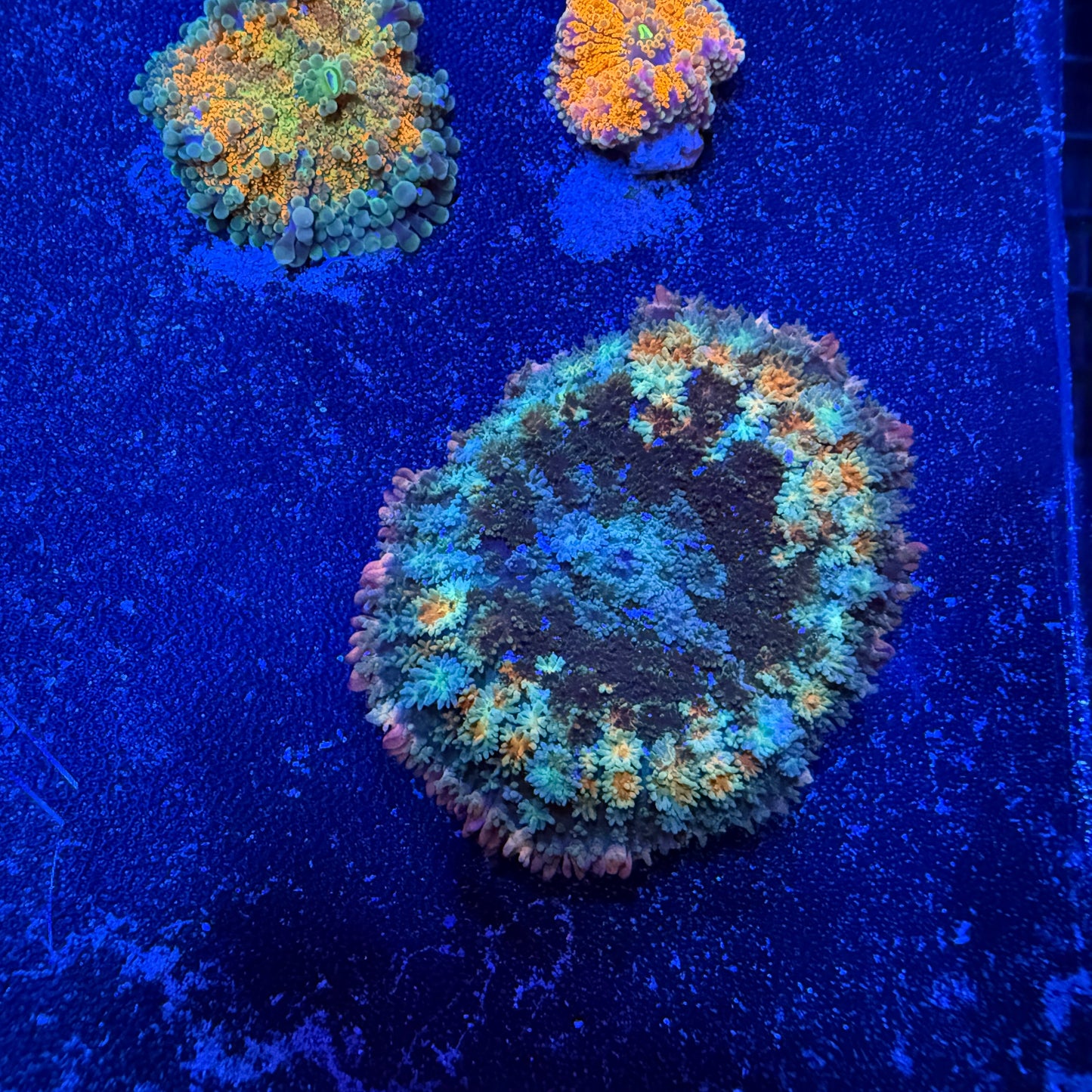 WYSIWYG Frankie’s Bride Mushroom