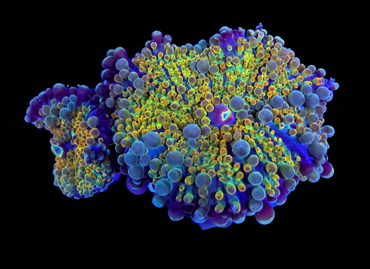 WYSIWYG High End Yuma Coral Twins