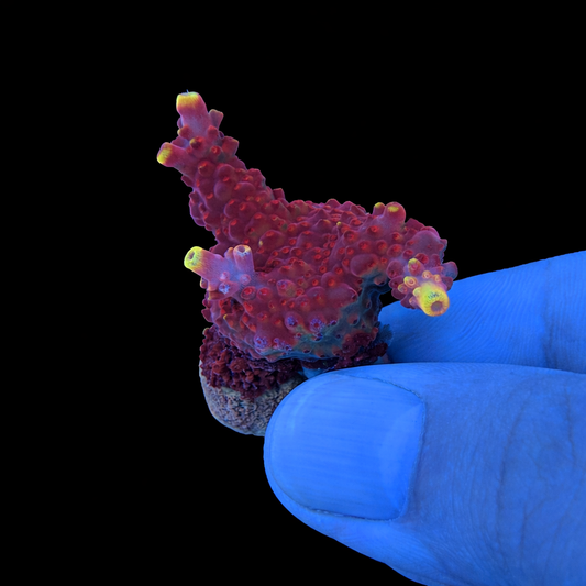 WYSIWYG JF Flame Coral Frag