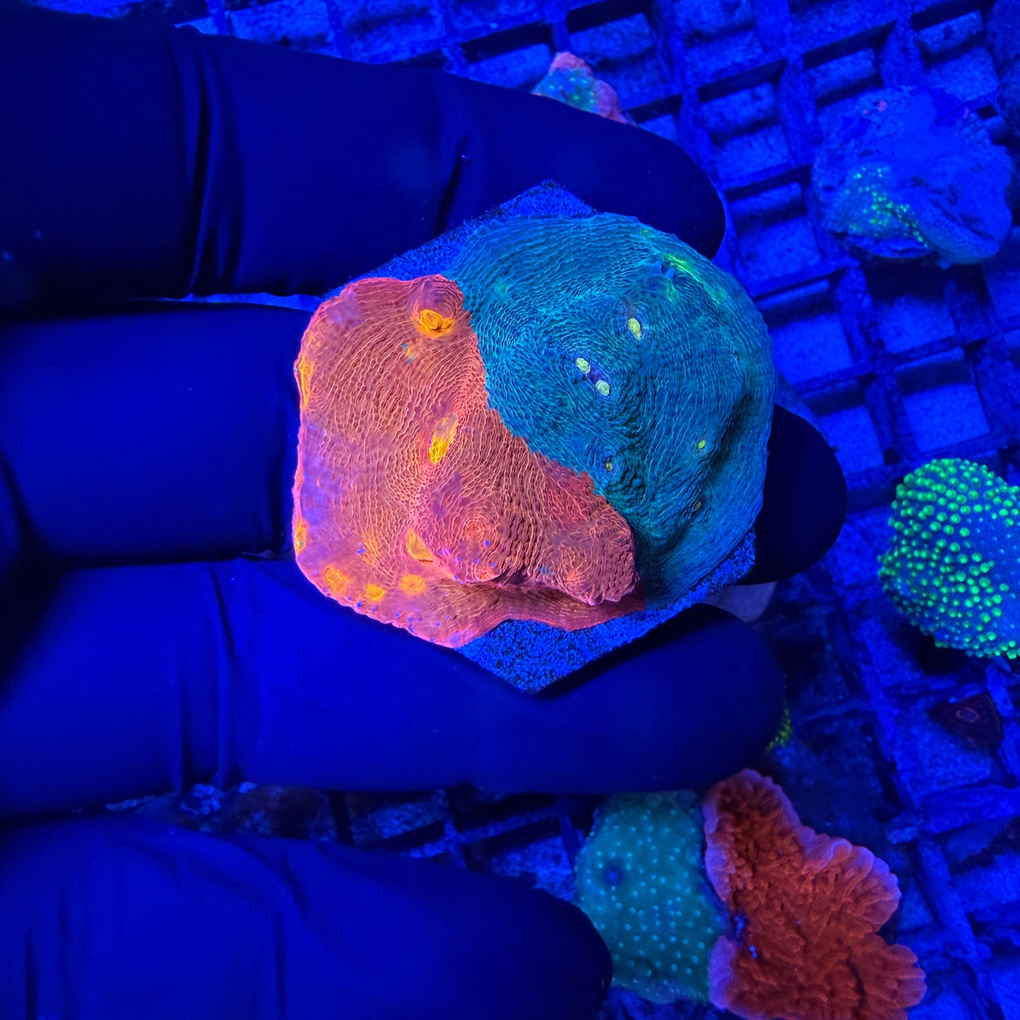 WYSIWYG Large Rainbow Chalice