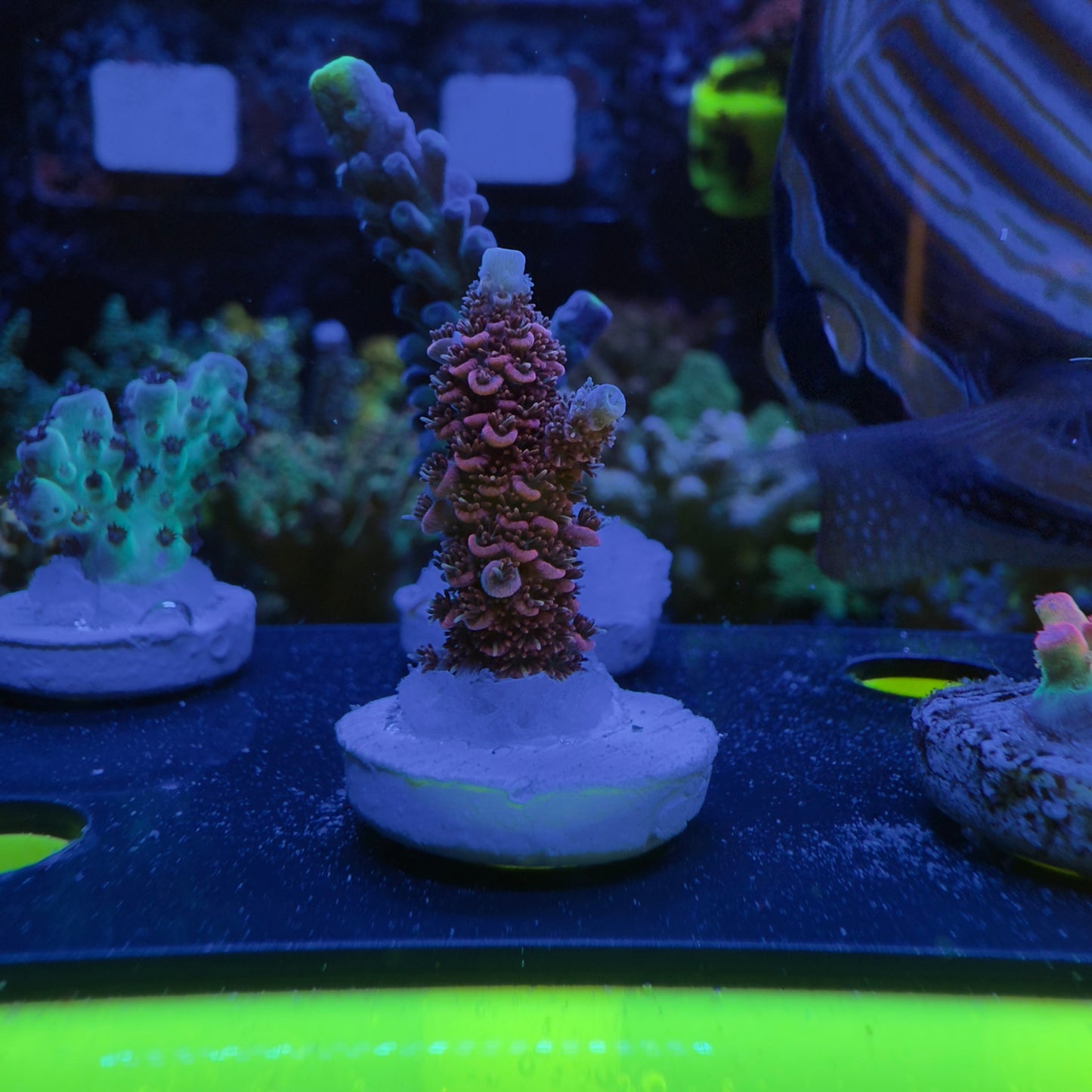 WYSIWYG TSA Daydream