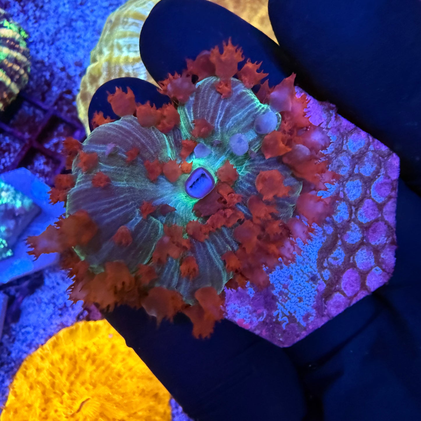 WYSIWYG St. Thomas Mushroom