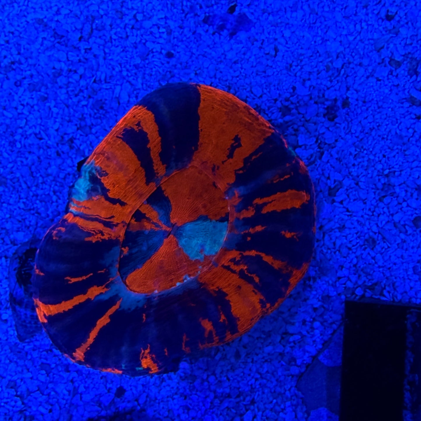 WYSIWYG War Paint Scolly Coral