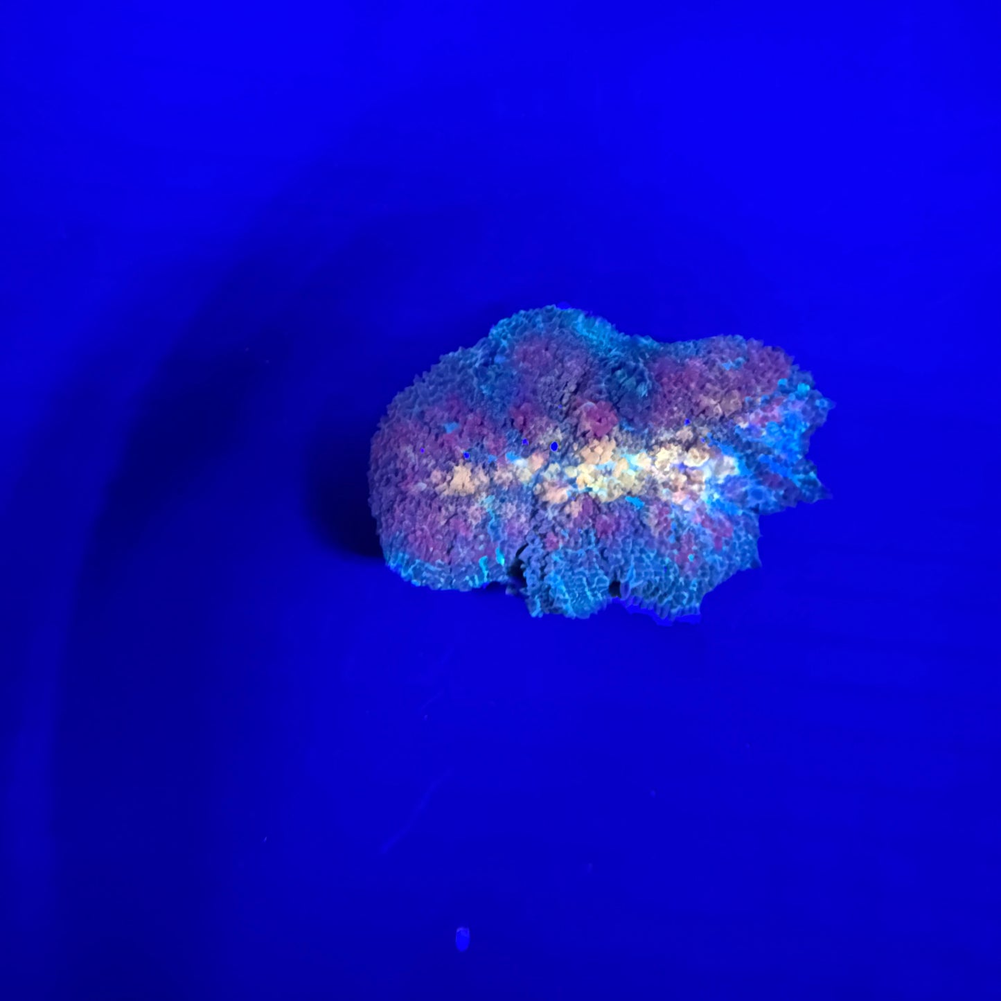 WYSIWYG High End Mushroom Coral