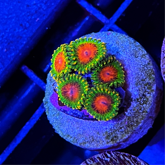 Awesome Blossom Zoanthids