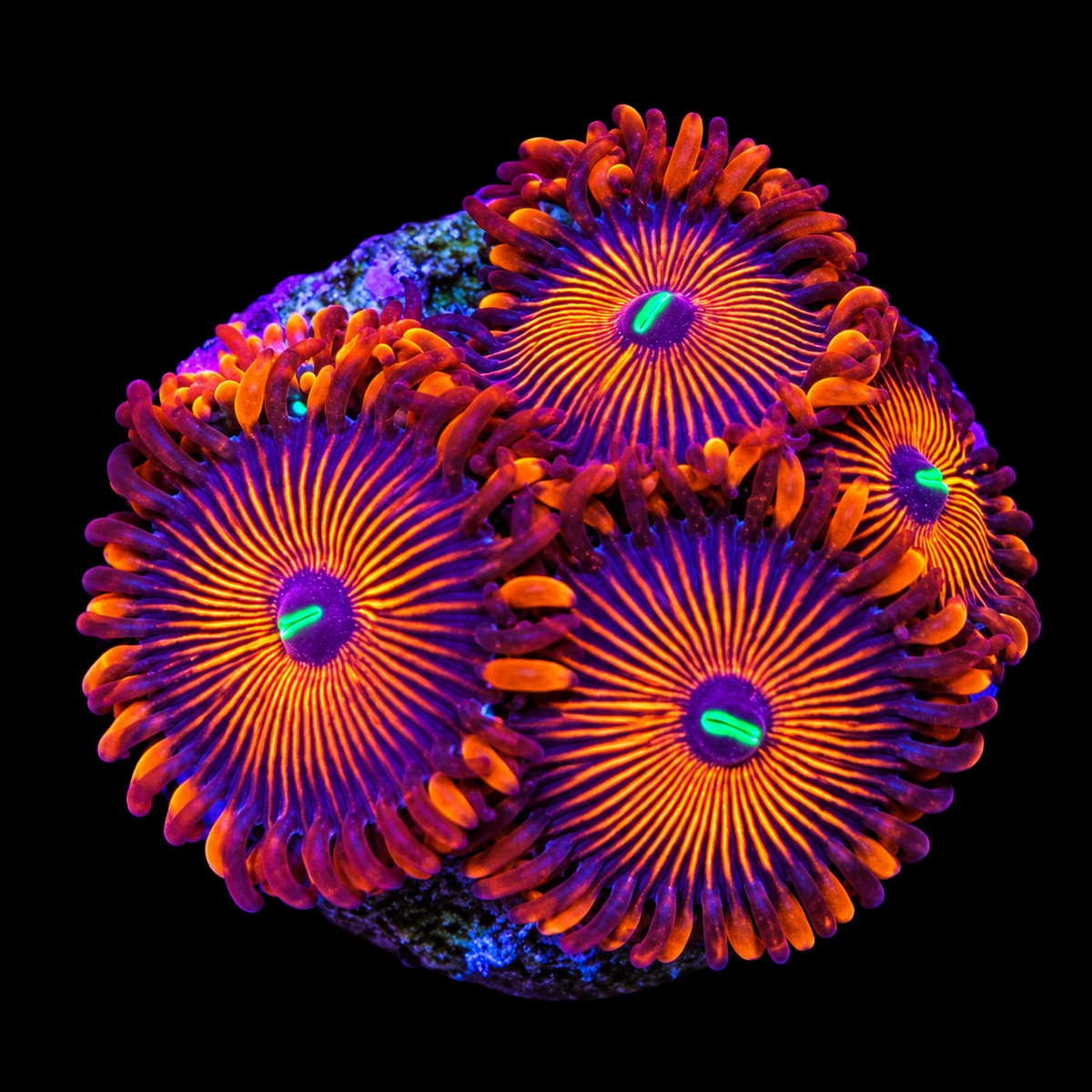 Red People Eaters Zoanthids Coral