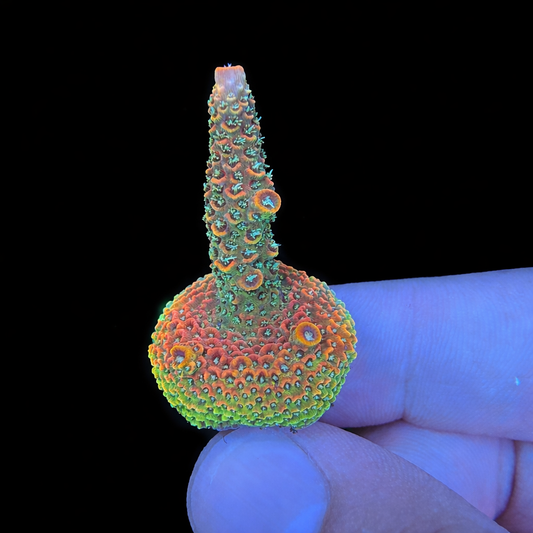 WYSIWYG Sunset Millepora Coral Frag