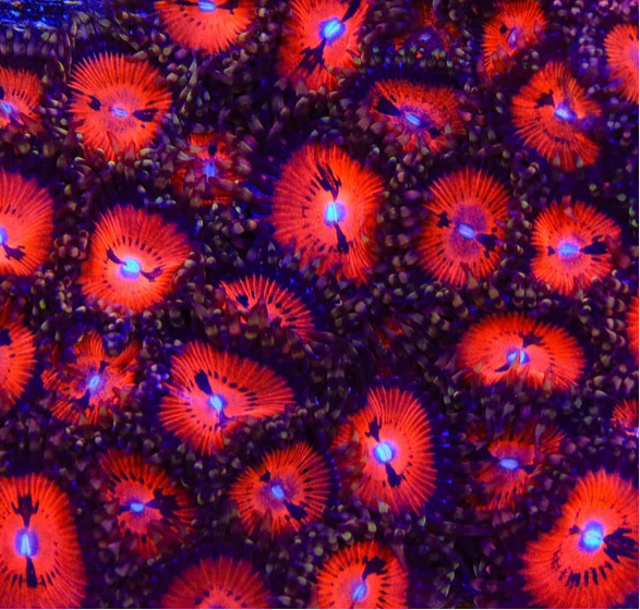 Bloodsucker Zoanthids