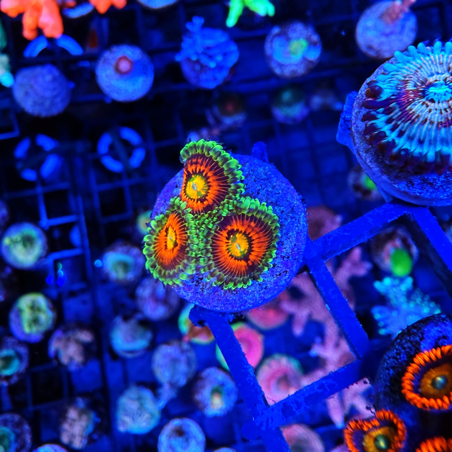WYSIWYG Rainbow Incinerator Zoa