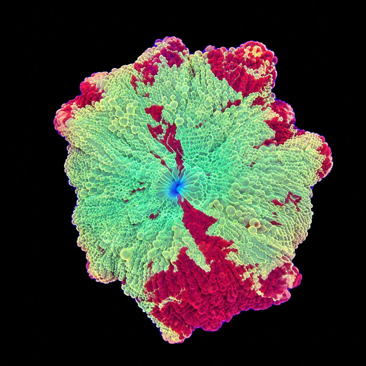 WYSIWYG Jawbreaker Mushroom Coral