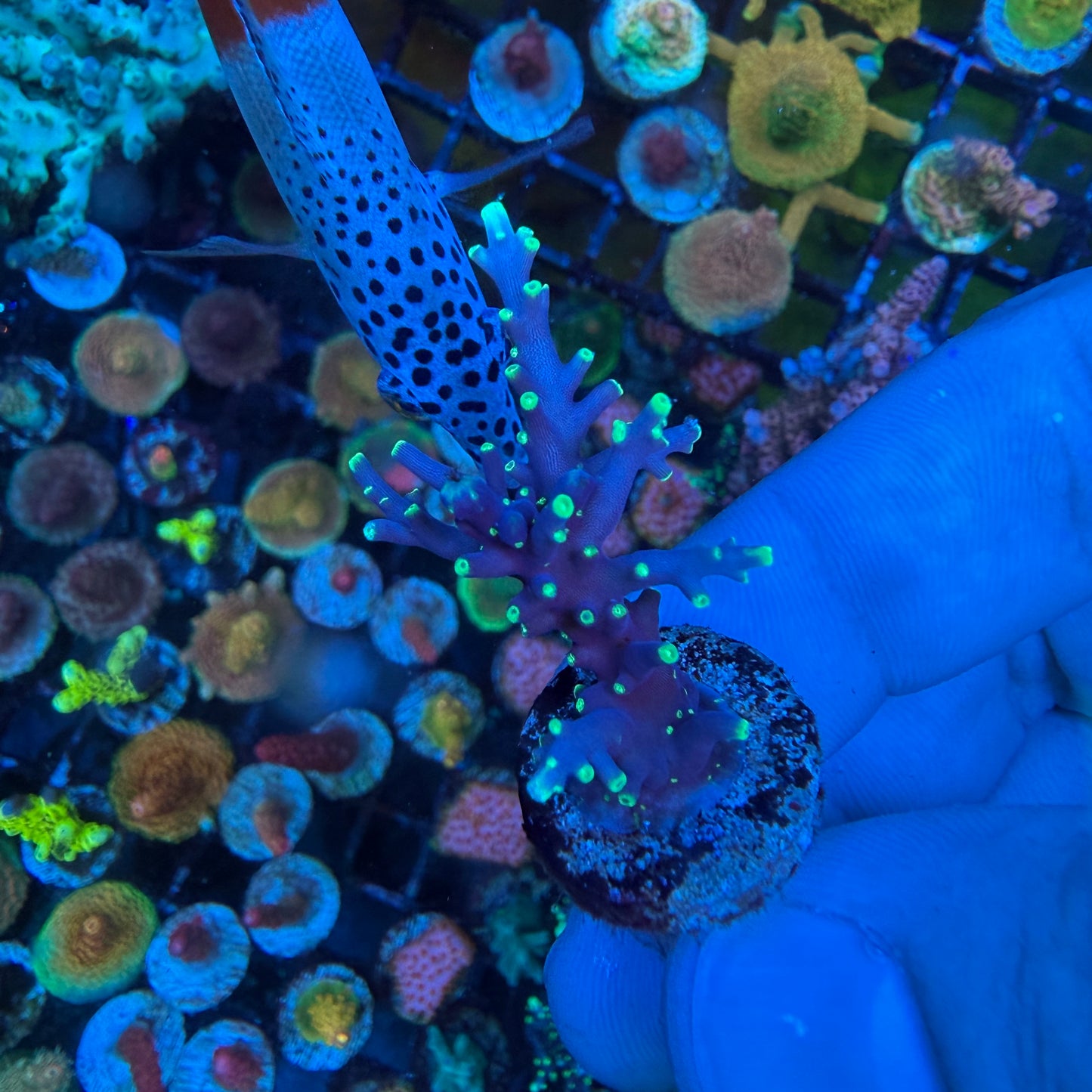 WYSIWYG Pac-Man Dragon Acropora Coral
