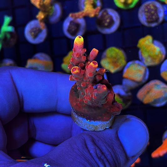 WYSIWYG JF Flame Acropora