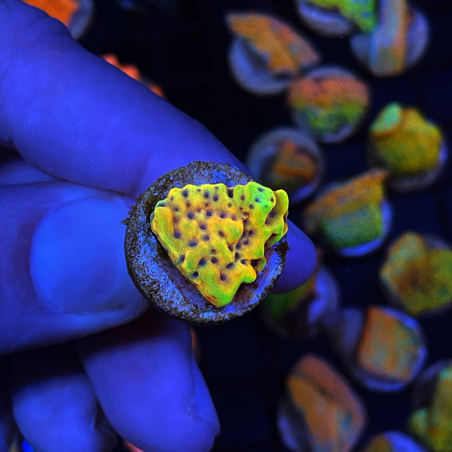 TSA Beast Montipora Coral