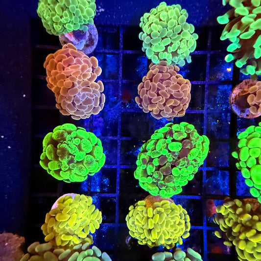 3x Mystery Hammer Pack