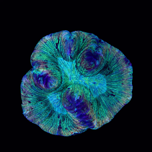 WYSIWYG Wellsophyllia Coral