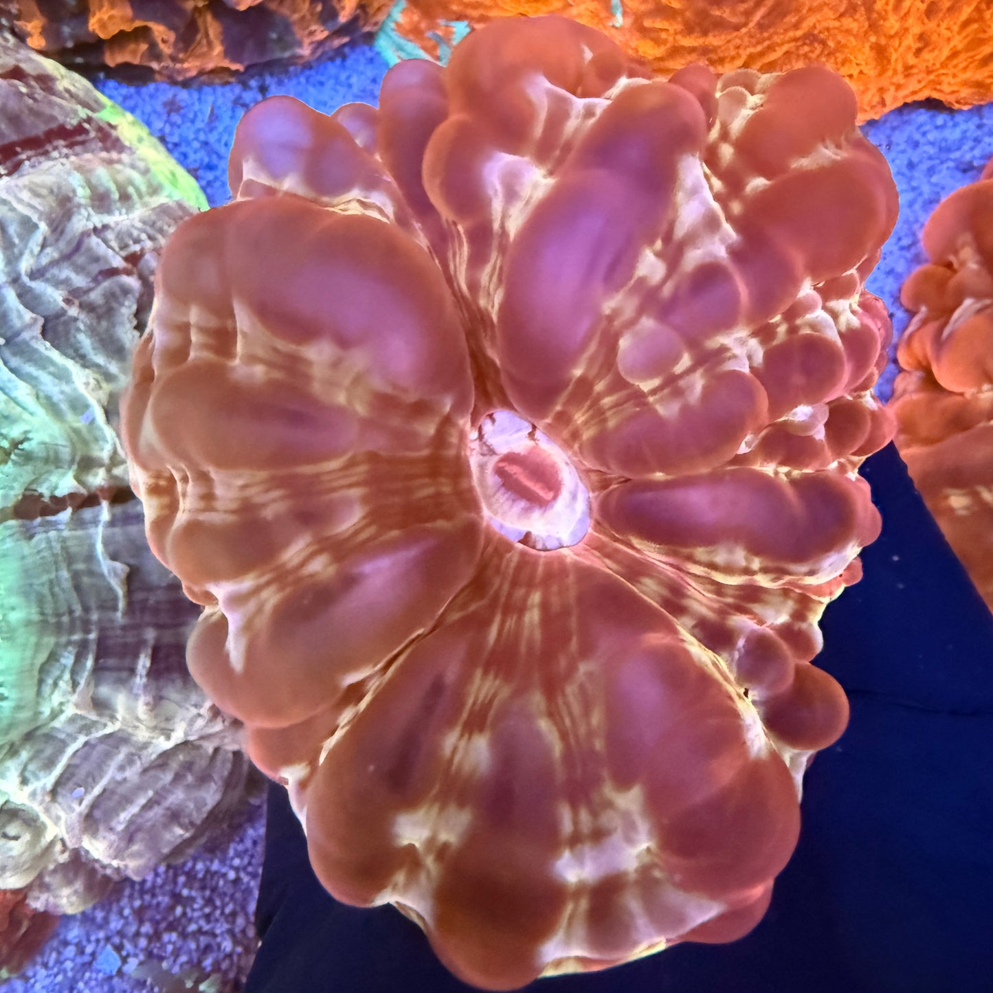 WYSIWYG Ultra Red Cynarina